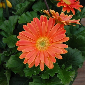 Gerbera jamesonii '' (022560)