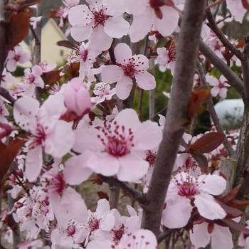 Prunus cerasifera 'Krauter Vesuvius' (022569)