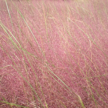 Muhlenbergia capillaris '' (022575)