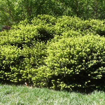 Cephalotaxus harringtonia 'Prostrata' (022581)