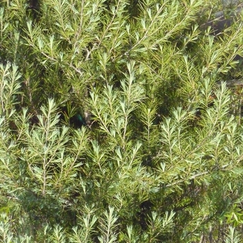 Cedrus deodara '' (022582)