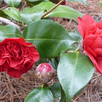 Camellia japonica 'Professor Sargent' (022588)