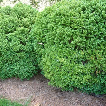 Buxus 'Green Velvet' (022593)