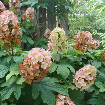 Hydrangea quercifolia 'Snow Queen' (022598)