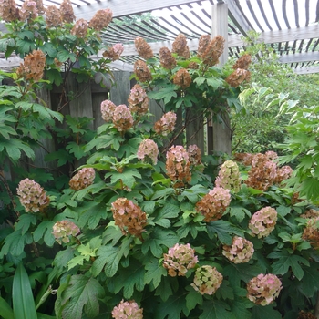 Hydrangea quercifolia 'Snow Queen' (022600)