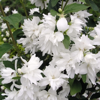 Philadelphus 'Buckley's Quill' (022783)