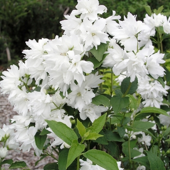 Philadelphus 'Buckley's Quill' (022784)