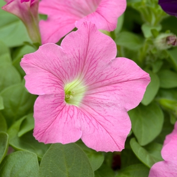 Petunia Wave® 'Pink' (022881)