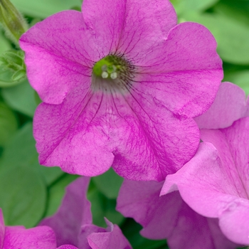 Petunia Wave® 'Lavender' (022885)