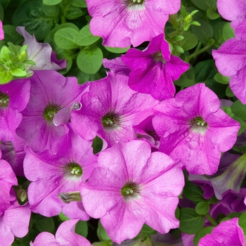 Petunia Wave® 'Lavender' (022886)