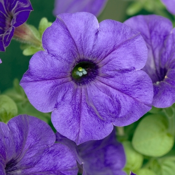 Petunia Wave® 'Blue' (022887)