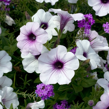 Petunia Tidal Wave® 'Silver' (022904)