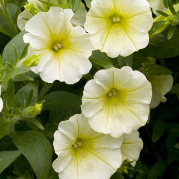 Petunia Surfinia® 'Patio Lemon' (022916)