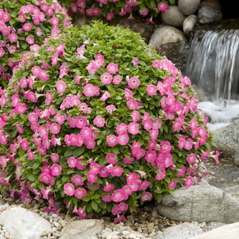 Petunia Surfinia® 'Patio Hot Pink' (022918)