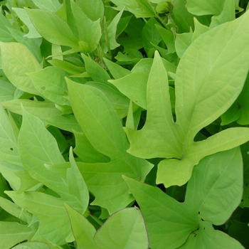 Ipomoea batatas Sweet Caroline™ 'Sweet Heart Light Green' (023051)