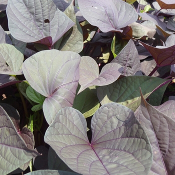 Ipomoea batatas Sweet Caroline™ 'Sweet Heart Purple' (023053)