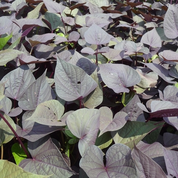 Ipomoea batatas Sweet Caroline™ 'Sweet Heart Purple' (023054)