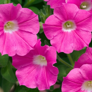 Petunia Shock Wave™ 'Rose' (023122)