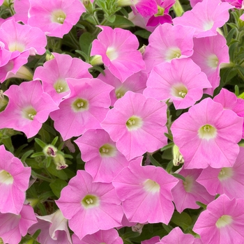 Petunia Shock Wave™ 'Pink Shade' (023124)