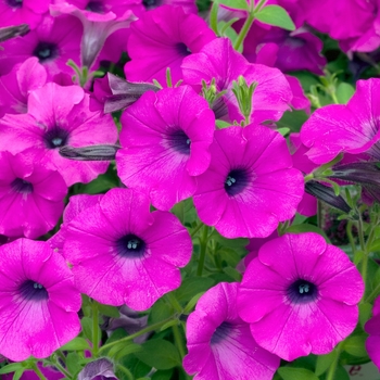 Petunia Shock Wave™ 'Purple' (023125)