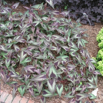 Persicaria microcephala 'Red Dragon' (023558)