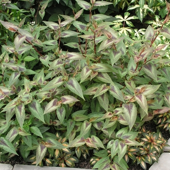 Persicaria microcephala 'Red Dragon' (023559)