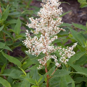 Persicaria polymorpha '' (023560)