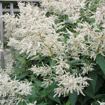 Persicaria polymorpha '' (023562)