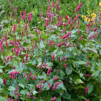 Persicaria amplexicaulis 'Fire Tail' (023564)