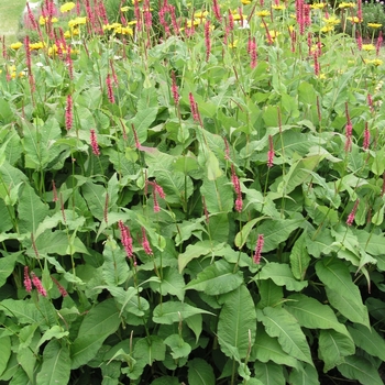 Persicaria amplexicaulis 'Fire Tail' (023565)