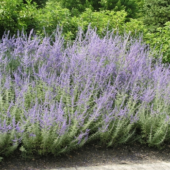 Perovskia atriplicifolia 'Filigran' (023577)