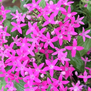 Pentas lanceolata New Look® 'Violet' (023589)