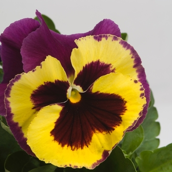 Viola x wittrockiana Majestic Giants II '' (023747)