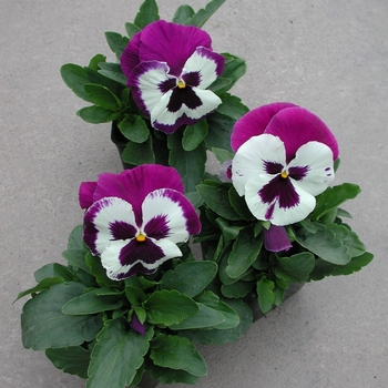 Viola x wittrockiana Majestic Giants II '' (023748)