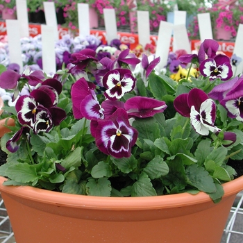 Viola x wittrockiana Majestic Giants II '' (023752)