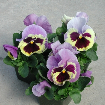 Viola x wittrockiana Majestic Giants II '' (023765)