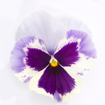 Viola x wittrockiana Majestic Giants II '' (023767)