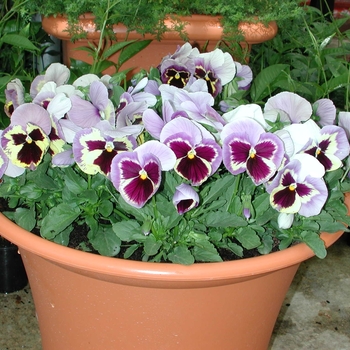 Viola x wittrockiana Majestic Giants II '' (023769)