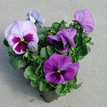 Viola x wittrockiana Majestic Giants II '' (023773)