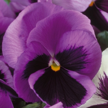 Viola x wittrockiana Majestic Giants II '' (023774)