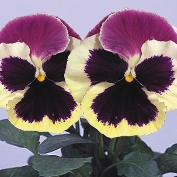 Viola x wittrockiana Majestic Giants II '' (023780)