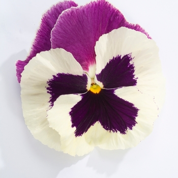 Viola x wittrockiana Majestic Giants II '' (023784)