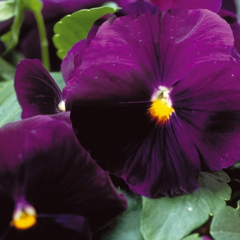 Viola x wittrockiana Majestic Giants II '' (023791)