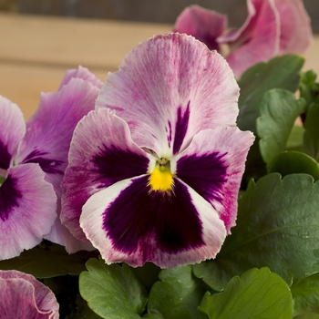 Viola x wittrockiana Majestic Giants II '' (023804)