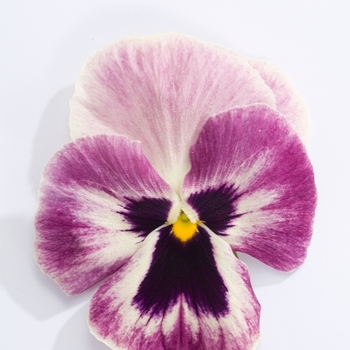 Viola x wittrockiana Majestic Giants II '' (023805)