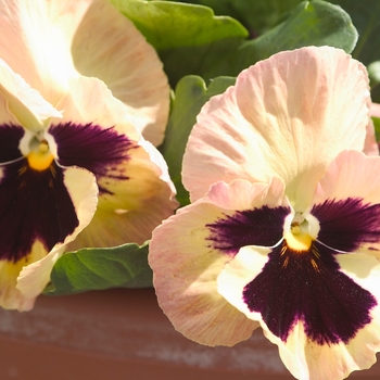 Viola x wittrockiana Majestic Giants II '' (023812)