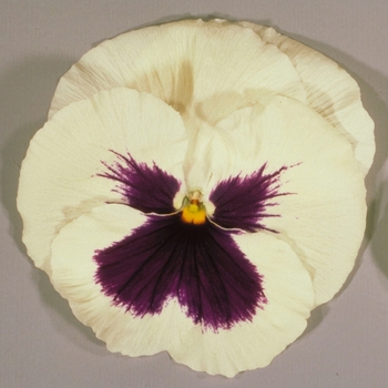 Viola x wittrockiana Super Majestic Giants '' (023869)