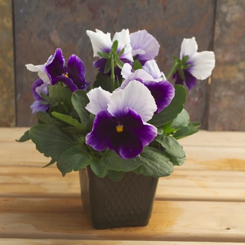 Viola x wittrockiana Dynamite® '' (023885)