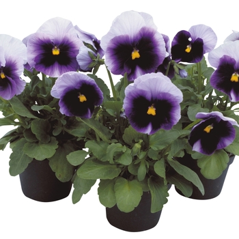 Viola x wittrockiana Dynamite® '' (023886)