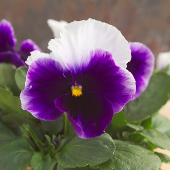 Viola x wittrockiana Dynamite® '' (023887)